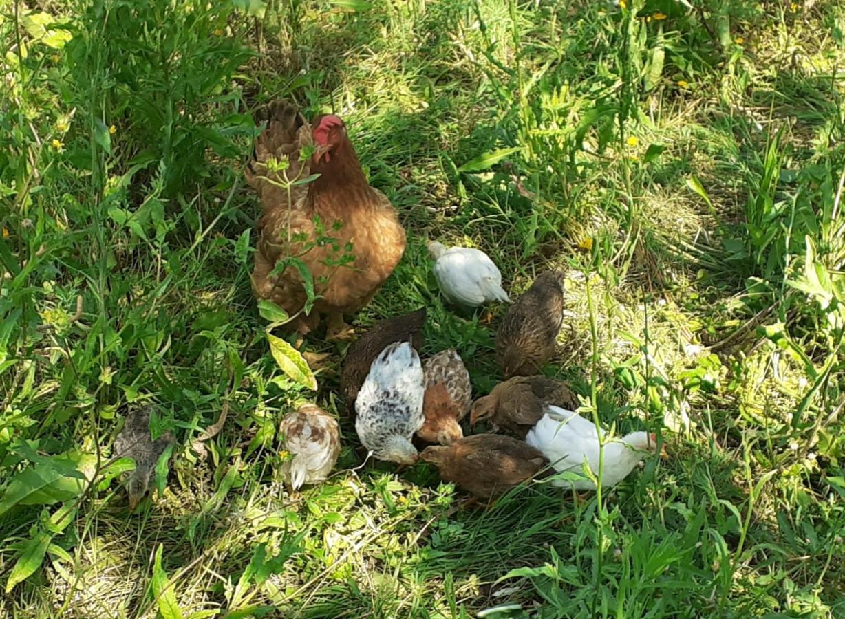 Farm stay La Fornella Dell'anita Pelago